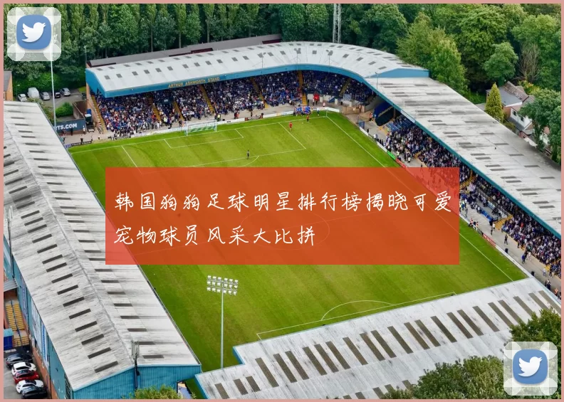 韩国狗狗足球明星排行榜揭晓可爱宠物球员风采大比拼